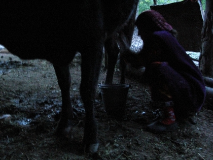  Gulshan milking cow at 5 in the morning. Milk will be used for butter, cheese, yogourt. ©Anne Barthélemy 