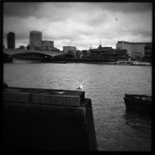  seagull waiting for the boat, London, 2013 ©Anne Barthélemy